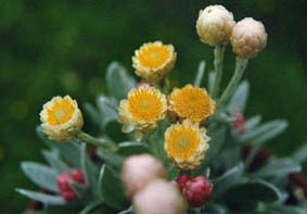 Helichrysum sithorpii